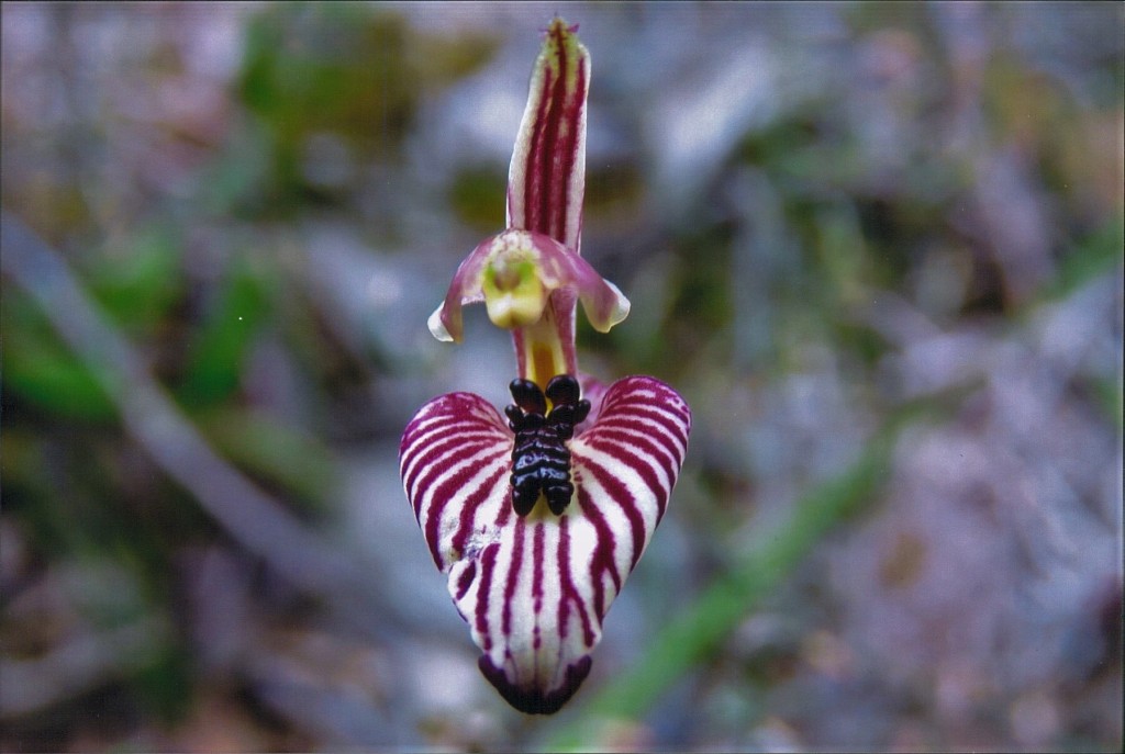 Fabulous Zebra Orchid