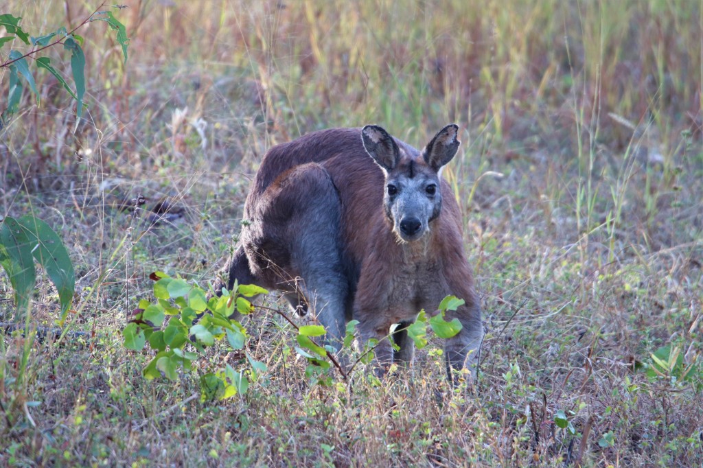 Queensland Wildlife