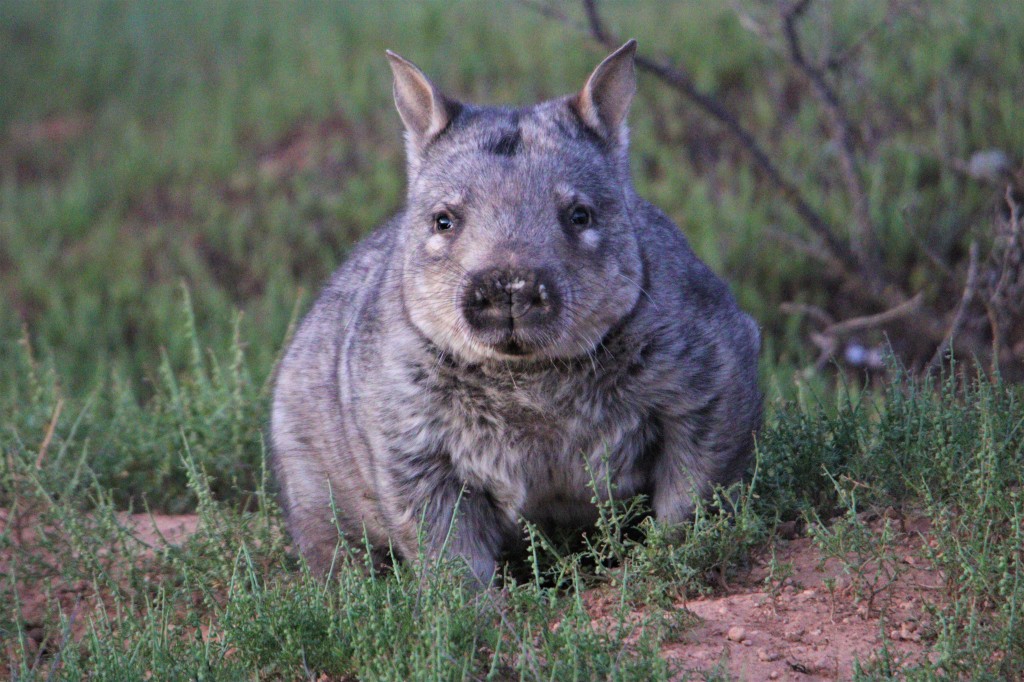 Southern Hairy nosed Wombat