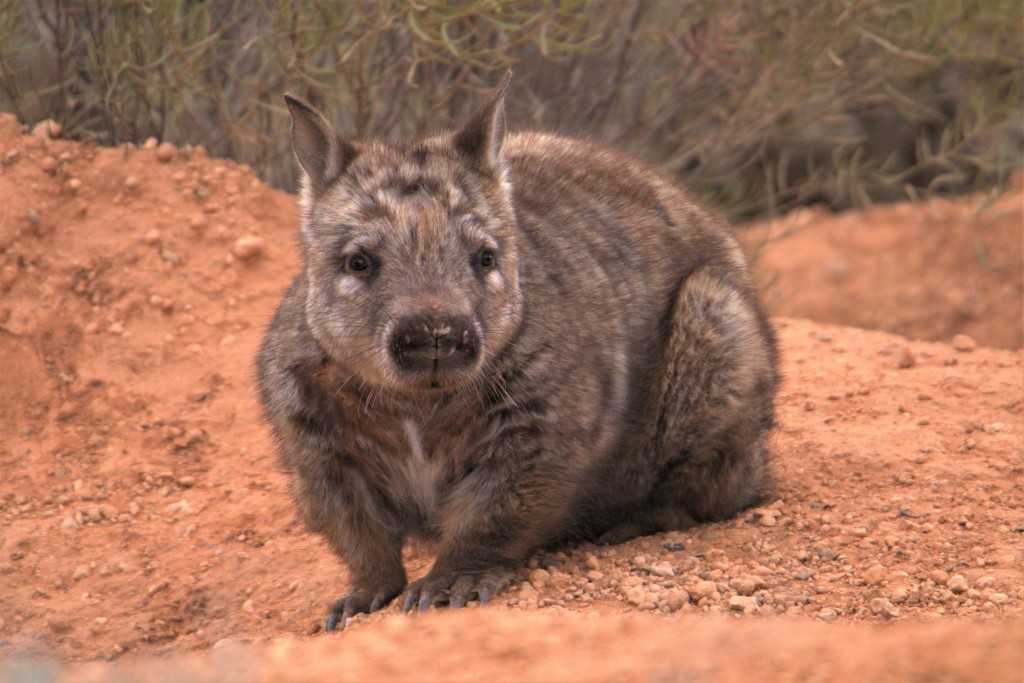 Southern Hairy nosed Wombat